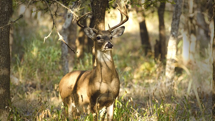 daves-nature-photos-articles-american-big-game-species