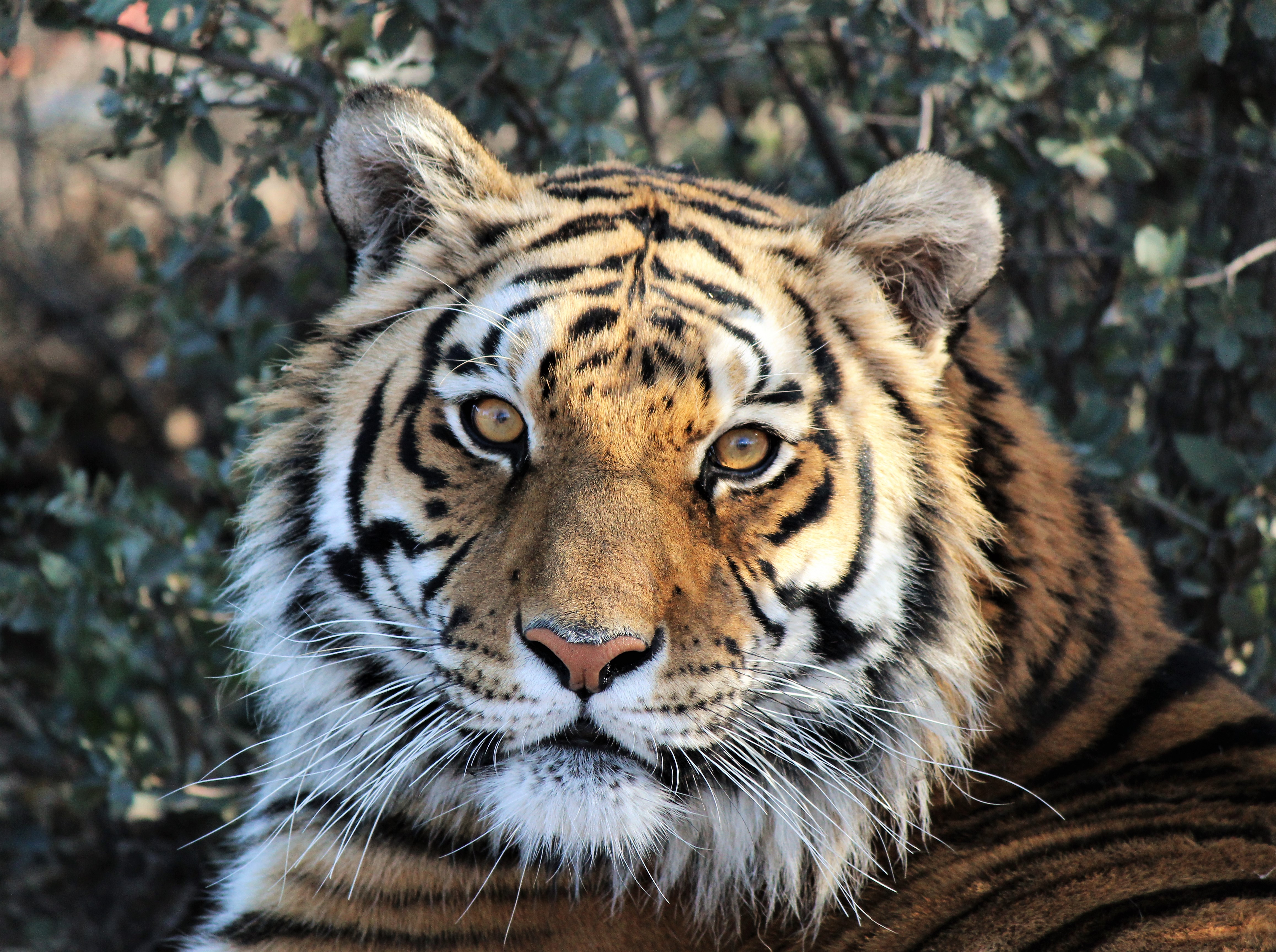 Heritage Park Zoo Bengal tiger 'Cassie' passes away | The ...
