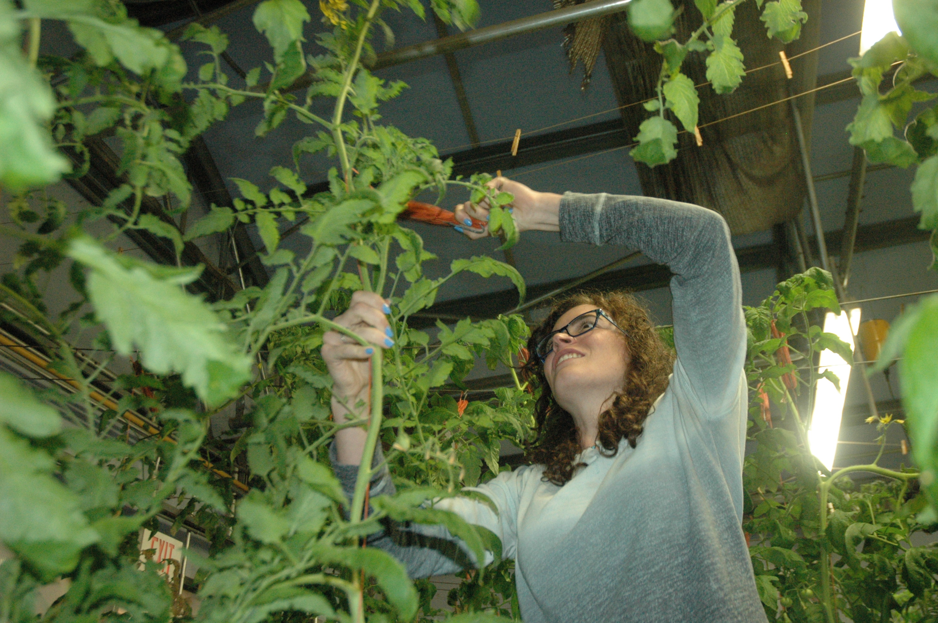From the greenhouse to the market The Daily Courier Prescott, AZ