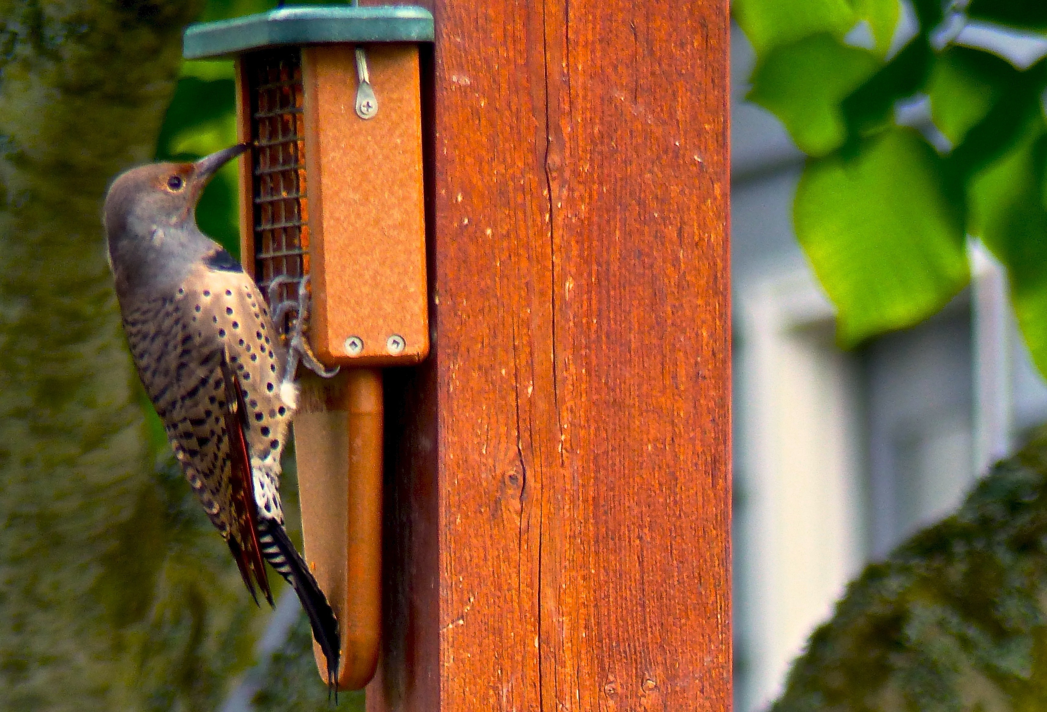 When managing birdfeeders, think bird health and safety The Daily