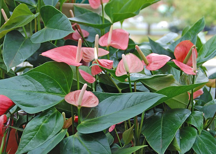 The heart shaped flowers of anthurium make it the perfect gift for Valentine’s Day. (Melinda Myers, LLC/Courtesy)