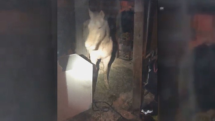 Inver Grove Heights police arrived at the woman’s home late Friday night to find a pale-colored horse walking through various rooms. (Inver Grove Heights Police Department)