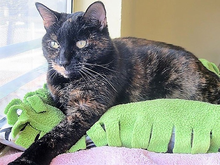 Zipper is a beautiful, spayed 9-year-old dark tortoiseshell with one gold-colored cheek. She is medium in size with short hair. And she seems to prefer men. She will flirt and rub against you to ask for affection, she is very verbal, and she is a lap cat. (Courtesy)