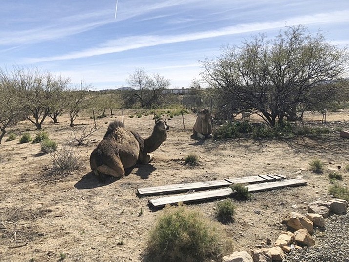 In this image provided by the Pima County Sheriff's Office, two camels sit on Tuesday, Feb. 12, 2019 in Sahuarita, Ariz. Deputies were called to a residence in the town of Sahuarita around 7 p.m. Monday and found the camels roaming a front yard. They have since been returned home. (Pima County Sheriff's Office via AP)