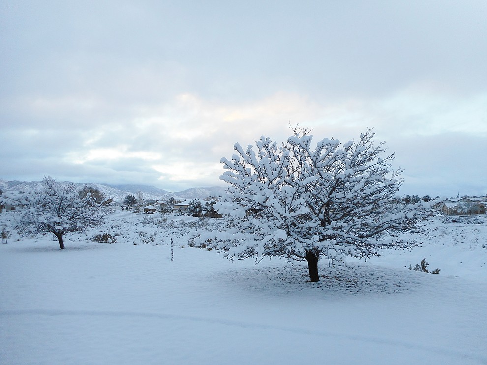 Our almond trees were just starting to show the pink color of their soon to open blossom buds. A pretty picture covered in snow but it probably hurt the growth of the almonds. (Photo courtesy of Laurie Sanchez)