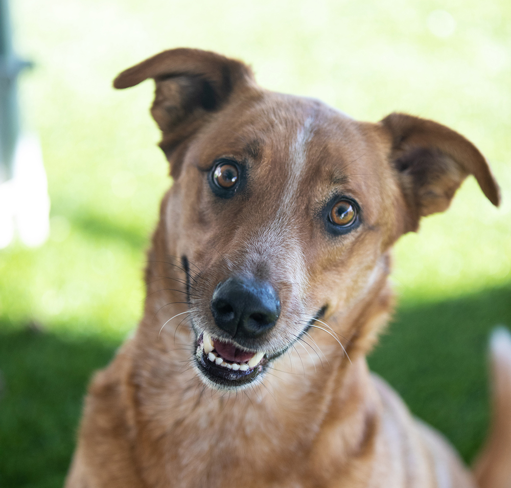 Pet of the Week: Red Dog | The Daily Courier | Prescott, AZ