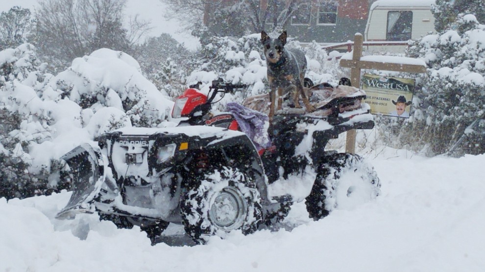 Snow dog by Cherye Jechura