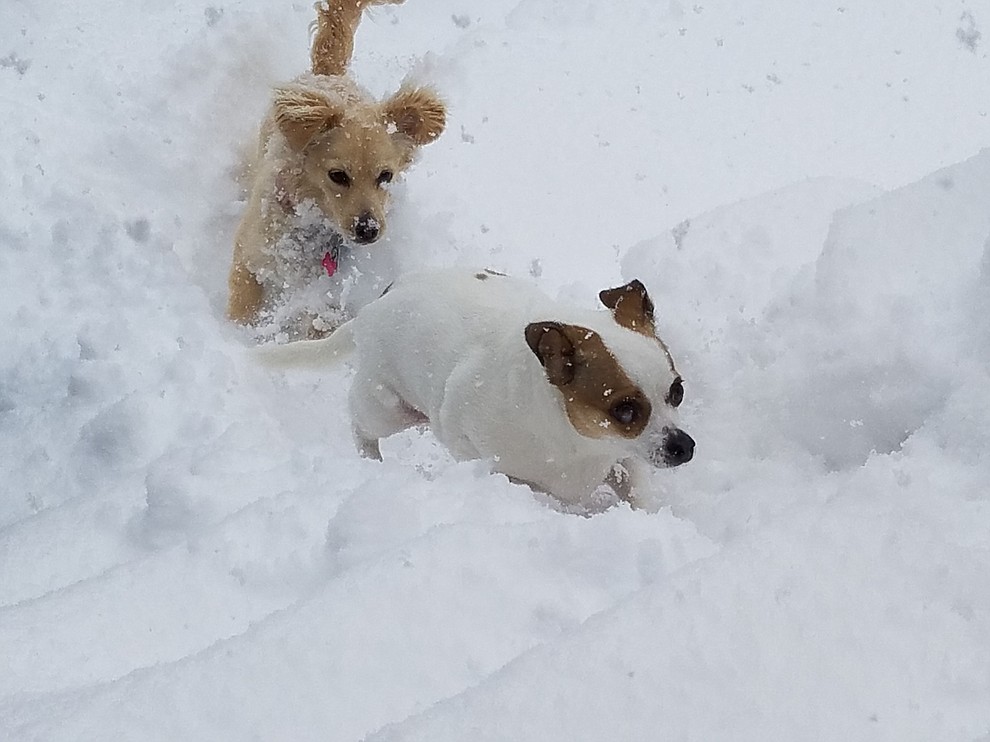 Meeka and Barkley enjoying their first snow storm in Prescott, AZ. (Donna Dotzler)
