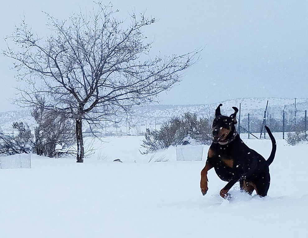 Snowstorm 2019 by Telma Whitt
