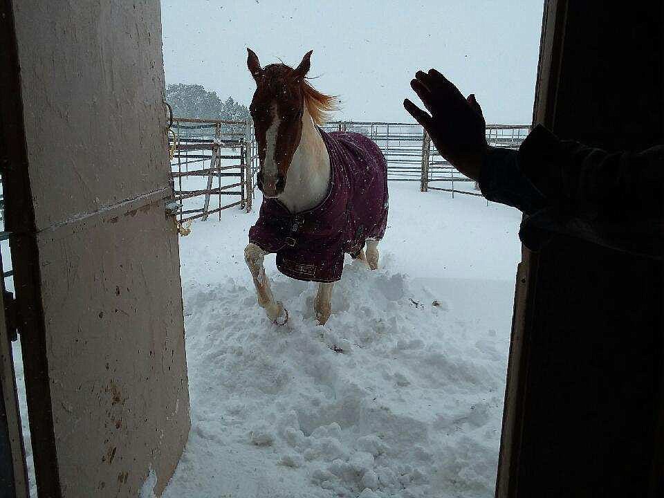 Hope, an Arabian/Pinto mare, trying to come into her snowy barn stall. Located in Williamson Valley. (Cozette Smith)