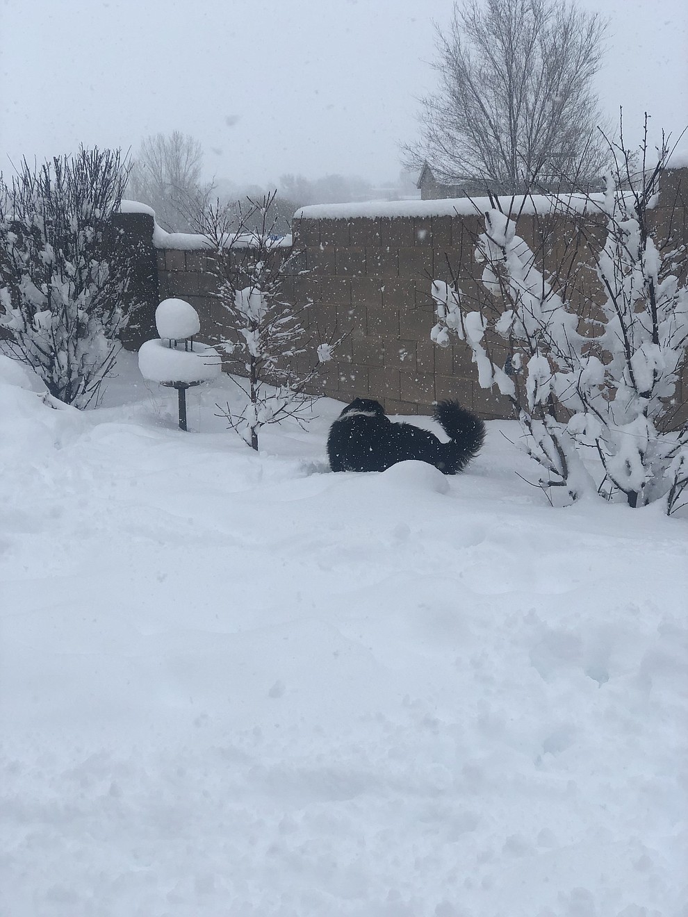 Chino Valley snow! (Kristen Purol)