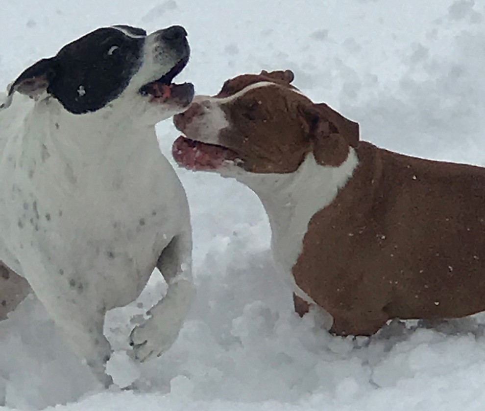 Snowstorm 2019 by Donna Douglas Dolan