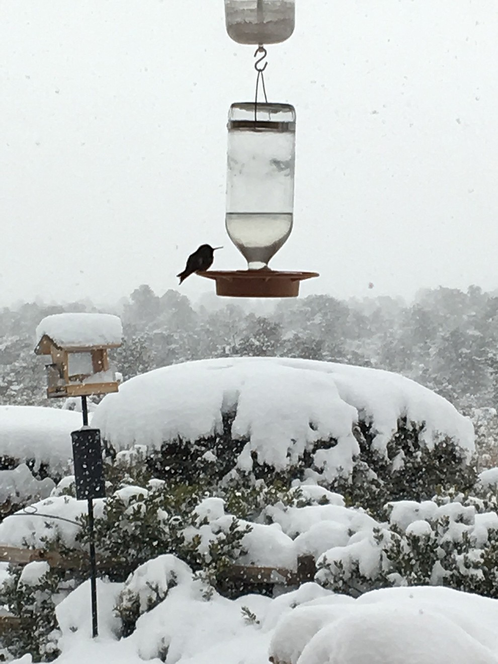 Hummingbirds are still at our feeder in spite of the snow.