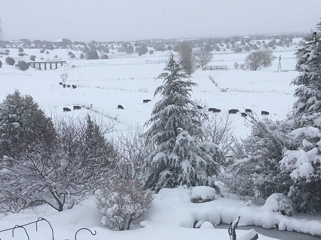 Snowstorm 2019 by Diane McKelvey