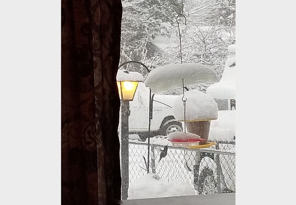 One of our year-round hummingbirds licking the sides of the snow-covered feeder outside my front window around 9 o'clock Thursday morning. (Jeannie Leighton)