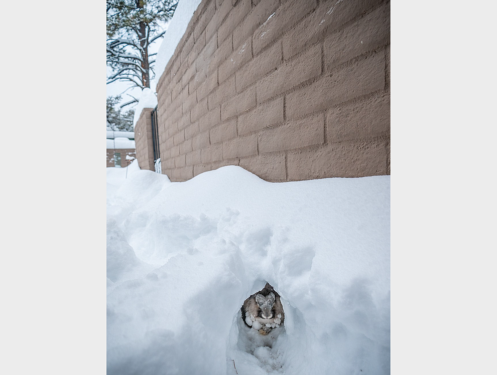 My bunny in his snow tunnel during the snow storm 02-21-2019 (Geoffrey Meza)