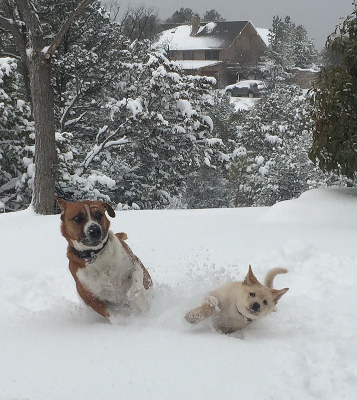 Pete and Charlie (puppy) play in the snow together in Prescott. (Photo by Tyler Sands)