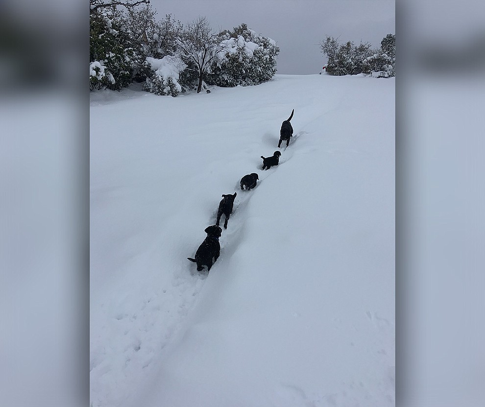 Mommy and Puppies in Williamson Valley (Carmen Frederic).
