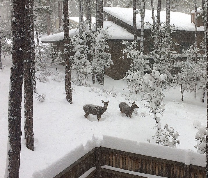 Photo Galleries Prescott area snow storm Feb. 21, 2019 The Daily