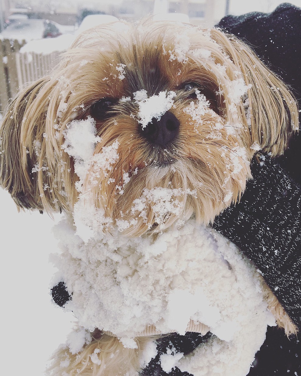 Our little Yorkie sunk right into the snow and didn’t quite know what to do. (Carraine Oldham)