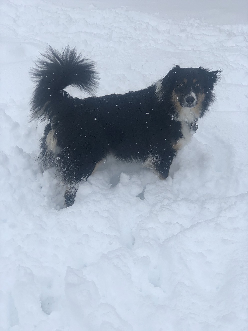 Buddy the border collie Aussie mix in Chino Valley snow. (Kristen Purol)