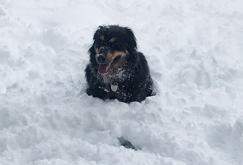 Snowstorm 2019 by Ali Wilson