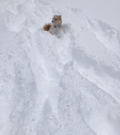 Taken in Iron Springs - nearly 2 feet of snow and still coming down! (Elizabeth Norris)