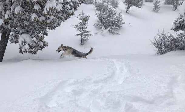 Taken in Iron Springs - nearly 2 feet of snow and still coming down! (Elizabeth Norris)
