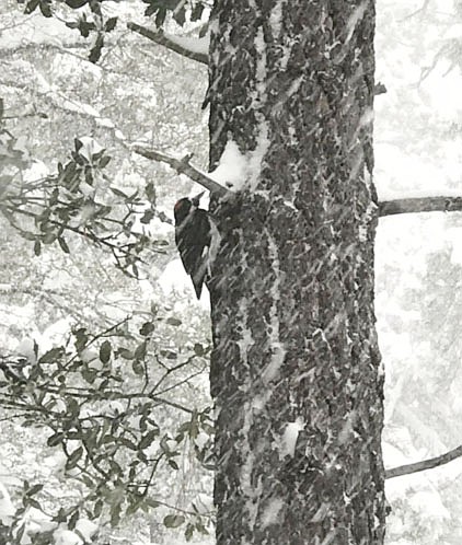 Taken in Iron Springs - nearly 2 feet of snow and still coming down! (Elizabeth Norris)