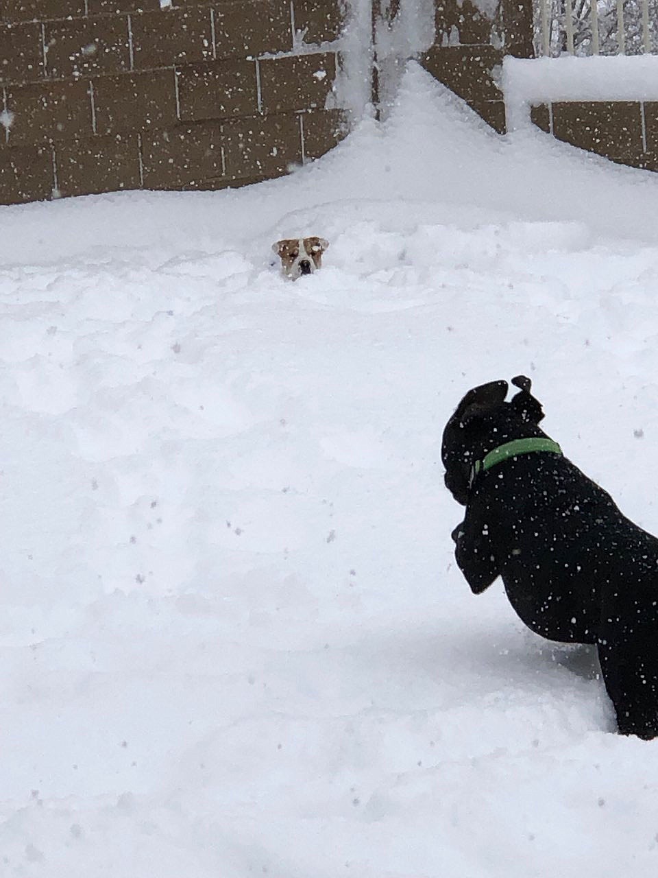 Sophie loving her first time in the snow, waiting for her brother Kevin to pounce! (Alexandra Suzanne)