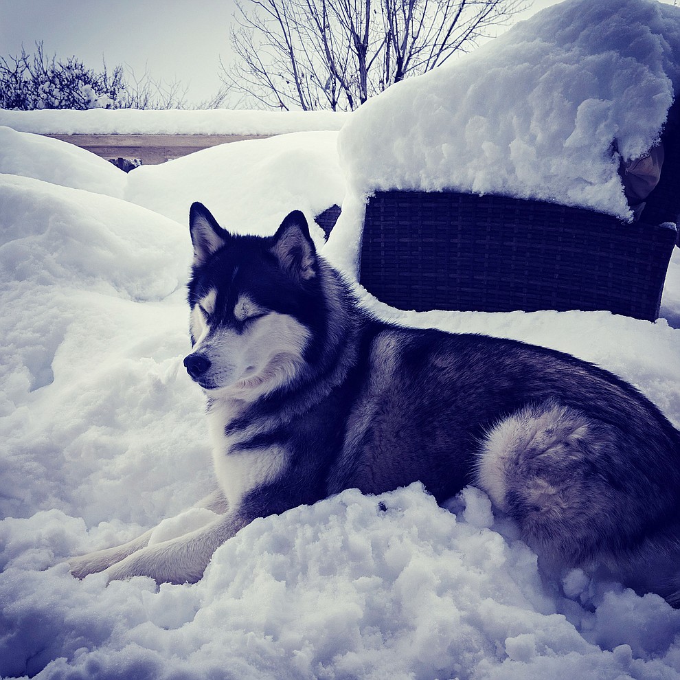 My snow dog is in heaven by Elizabeth Maule