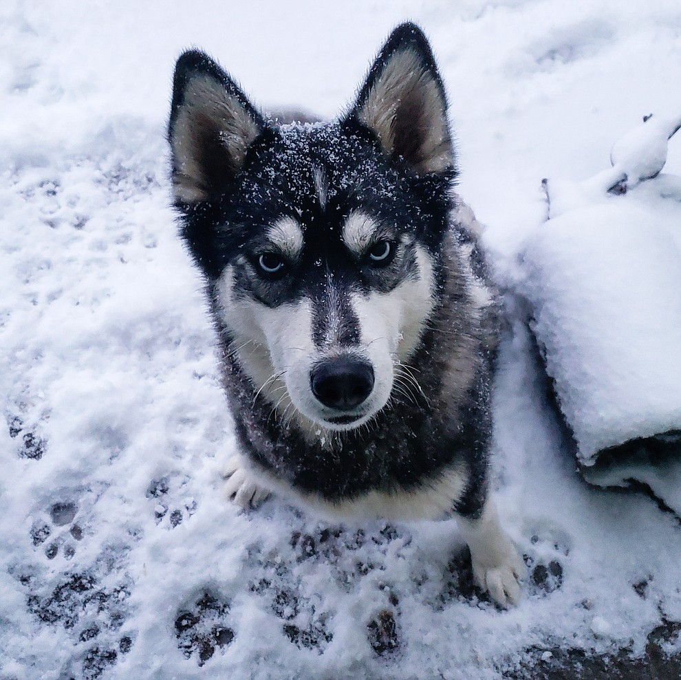 Snowstorm 2019 by Alyssa Meinhardt