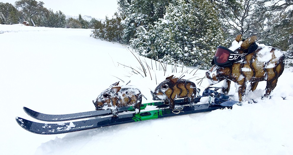 Our Javalinas enjoying a snow day by Andrew Hofer