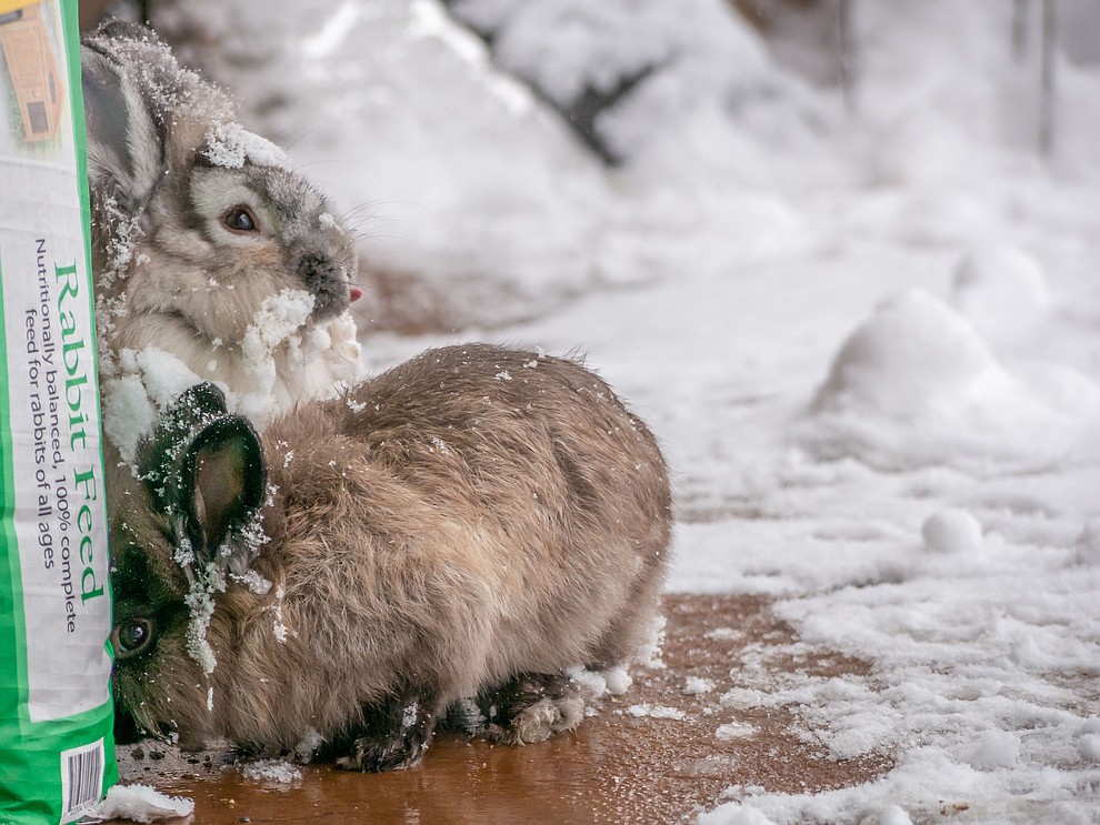 Bunnies hanging out in the show. 02-21-2019 by Geoffrey Meza