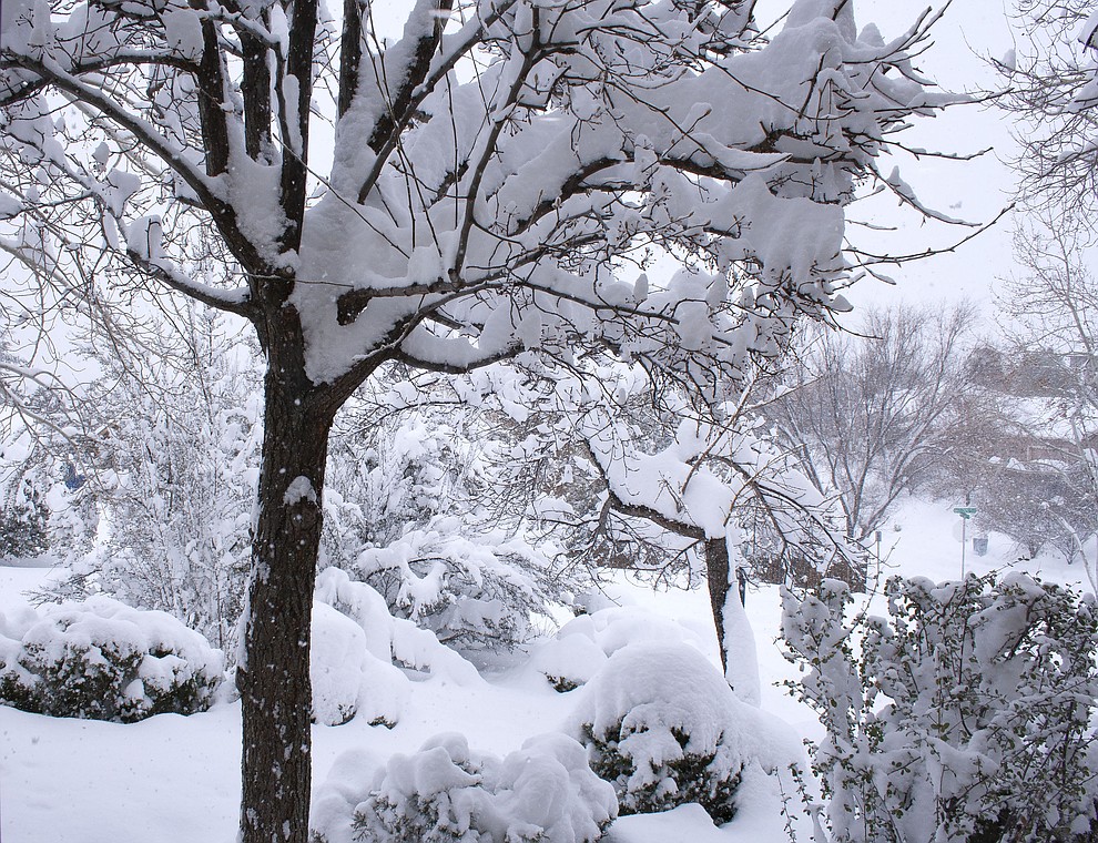 Taken in our yard in Eagle Ridge, Prescott by Mary Lou Wills