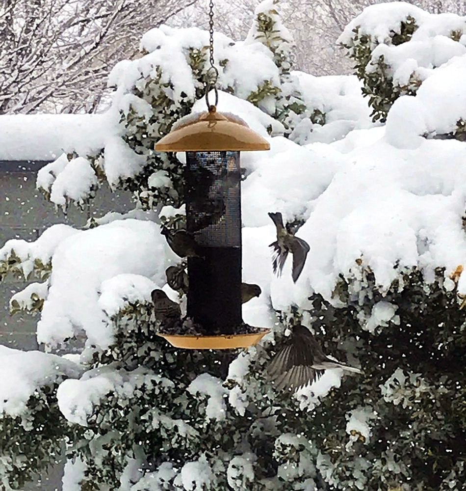 I took this just before noon today. The more the snow fell, the more the bird activity! Note the two finches in-flight to the right of the feeder. (Trisha Brasher in Prescott Valley)
