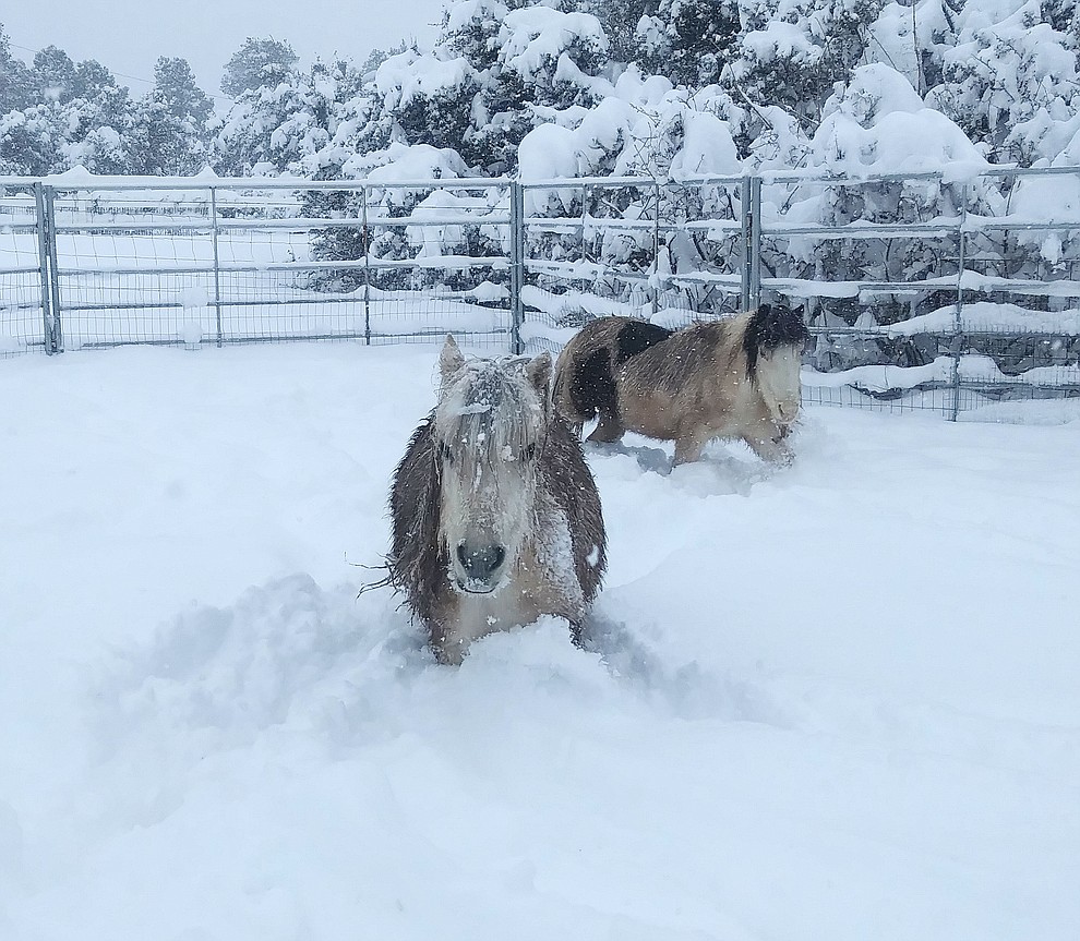 Snowstorm 2019 by Jen Maurer