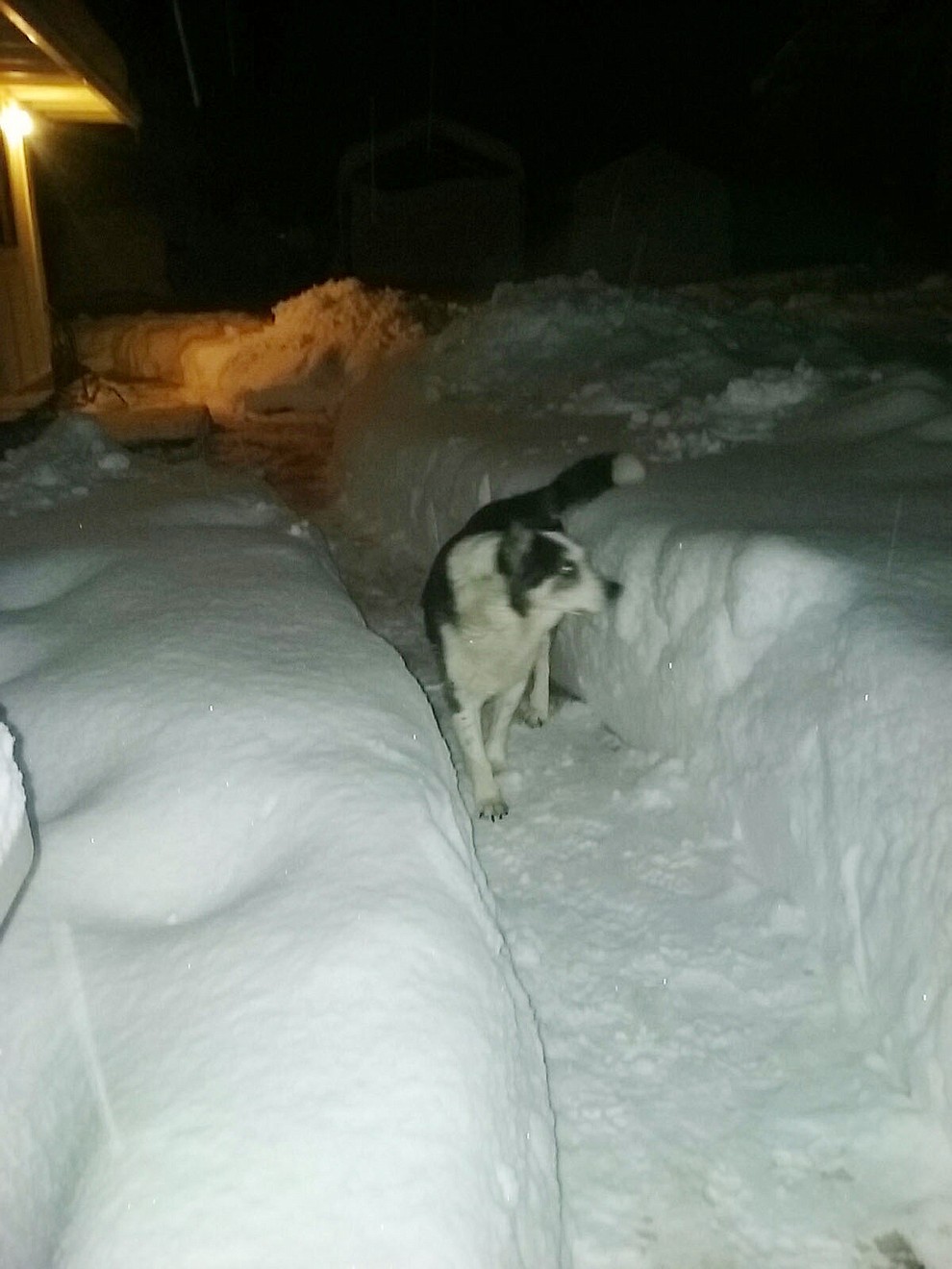 Williamson Valley 2-22-2019.Tashi walks on shoveled path through backyard snow in morning.Another 6" fell last night