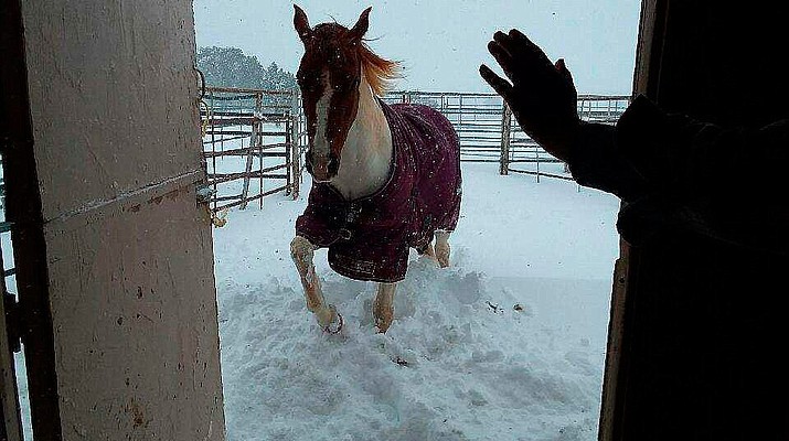 More Snow Photo Galleries: Prescott area snow storm Feb. 21-22, 2019