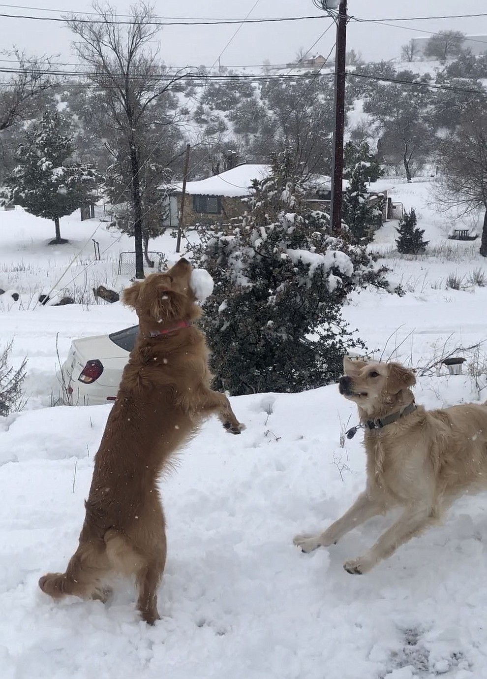 Daisy (jumping for the snowball) and her big brother Gatsby having fun in the snow.