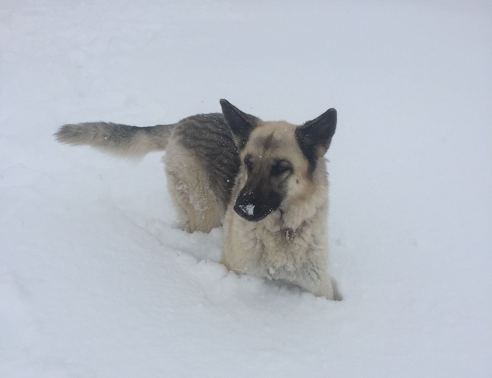 Dixie playing in the Chino Valley snow