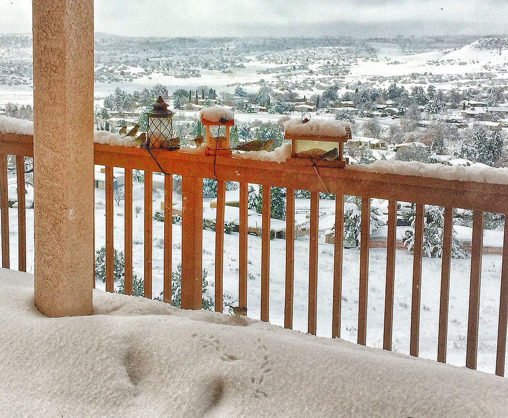 Love all the dog in the snow pics, but this one is for the birds! My backyard deck in PCC Friday Feb 22, 2019