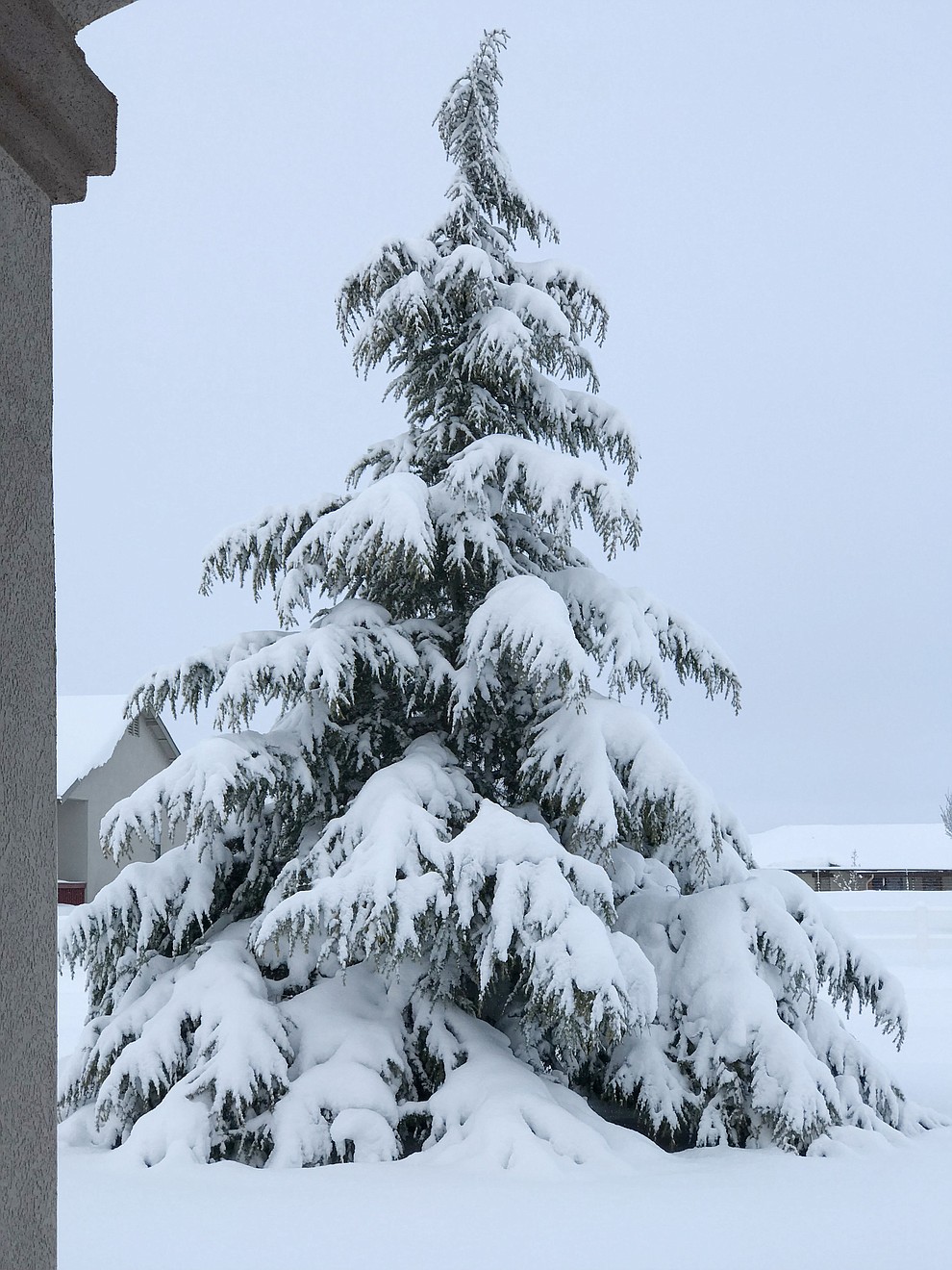 My favorite tree in my front yard. Photo taken during the snow storm on February 21,2019.