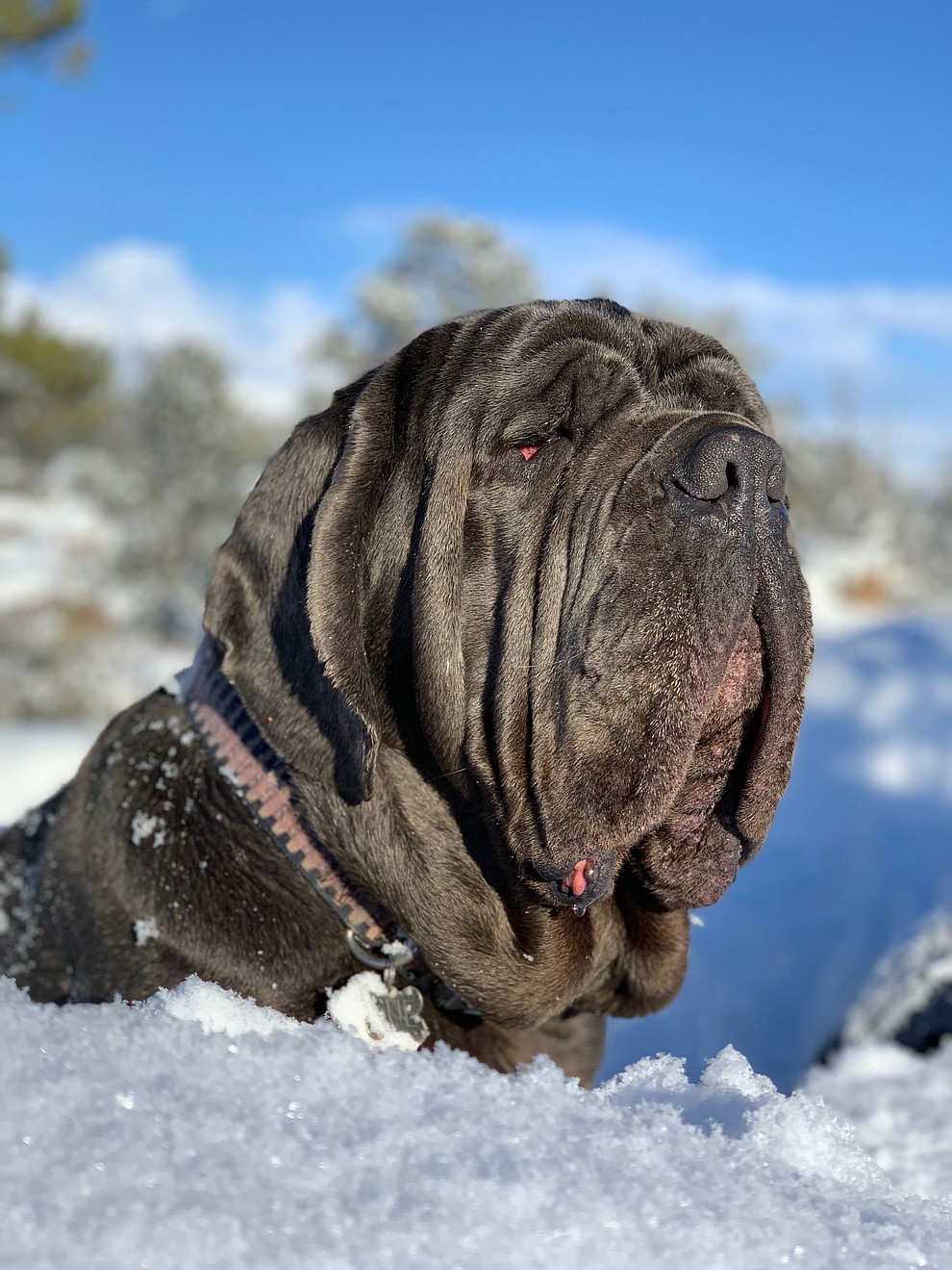Our Neapolitan mastiff “Sue” in the snow.