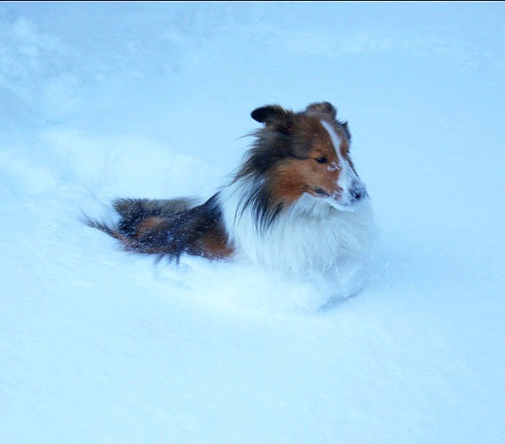  My Sheltie having fun in the snow.  We received 23 inches of snow in Inscription Canyon.