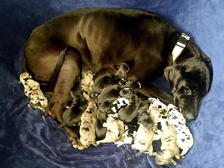 Cleo, a Kingman Great Dane, delivered 19 puppies Saturday via C-section at Kingman Animal Hospital. According to KAH, all photos were taken after the sterile process and no pictures were taken within the sterile area. (Photos courtesy of Kingman Animal Hospital)