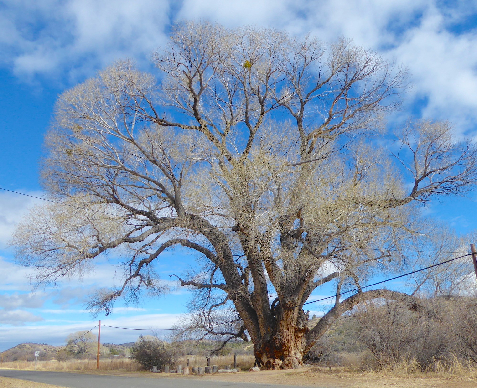 Tree Cottonwood at Manuel Bridges blog