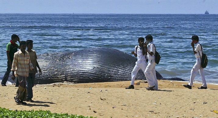 In this Nov. 6, 2007, file photo, people walk past the dead body of a whale in Colombo, Sri Lanka. In Sri Lanka, an unusual alliance has been forged: conservationists and shipping companies have aligned in a bid to move one of the world’s busiest shipping lanes, to save the blue whales often spotted feeding there. (AP Photo/Eranga Jayawardena, File)