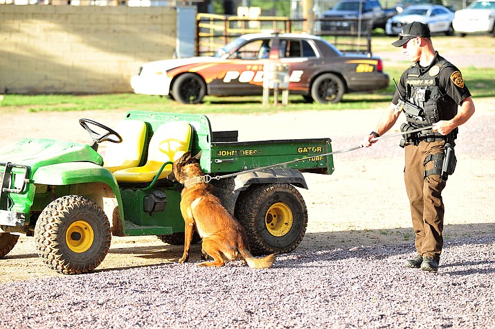 YCSO K-9 handler Steve Warburton demonstrates a drug alert with his partner during a public demonstration at the Prescott Rodeo Grounds Tuesday, July 17, 2018, for the 26th annual Canine Survival Seminar at Yavapai College. (Les Stukenberg/Courier, file)