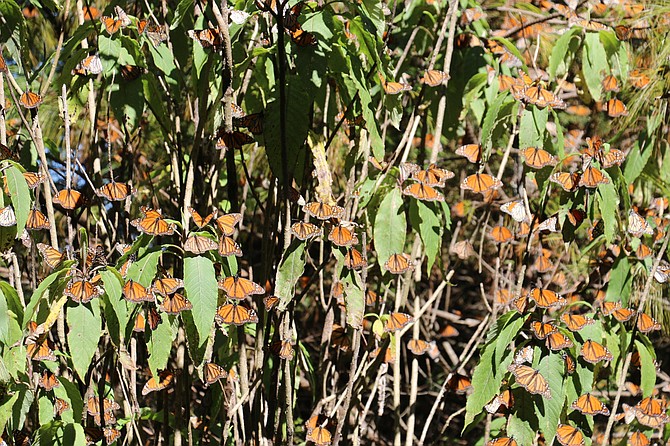 Photo detail